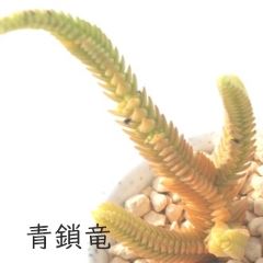  kTCY8cm|bg