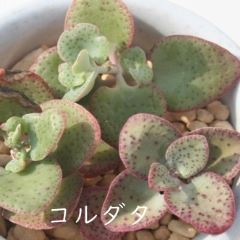 R_^ kTCY8cm|bg