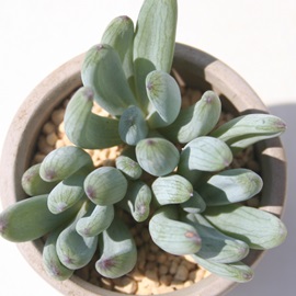 多肉植物 ＞ セネシオ ＞ 青涼刀 カット苗