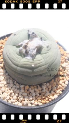  LTCY8cm|bg