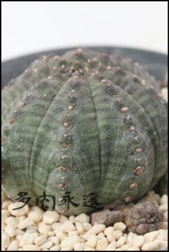 eVgJ lTCY6cm|bg