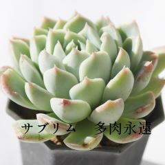 Tu lTCY6cm|bg