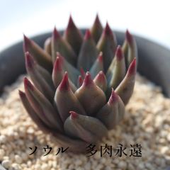\E MTCY6cm|bg