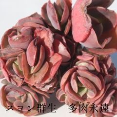 XQ MTCY6cm|bg