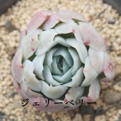 WF[x[ STCY6cm|bg@