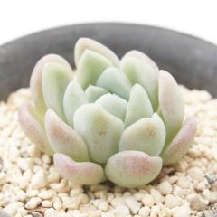 sNu MTCY6cm|bg