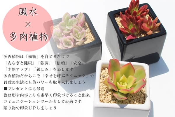 黒紫色の多肉植物 中型 陶器鉢*3 おくりもの ＞ 多肉植物紫色3鉢セット【ブラック＆ホワイト