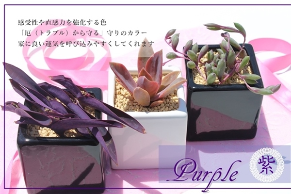 黒紫色の多肉植物 中型 陶器鉢*3 黒紫色の多肉植物 中型