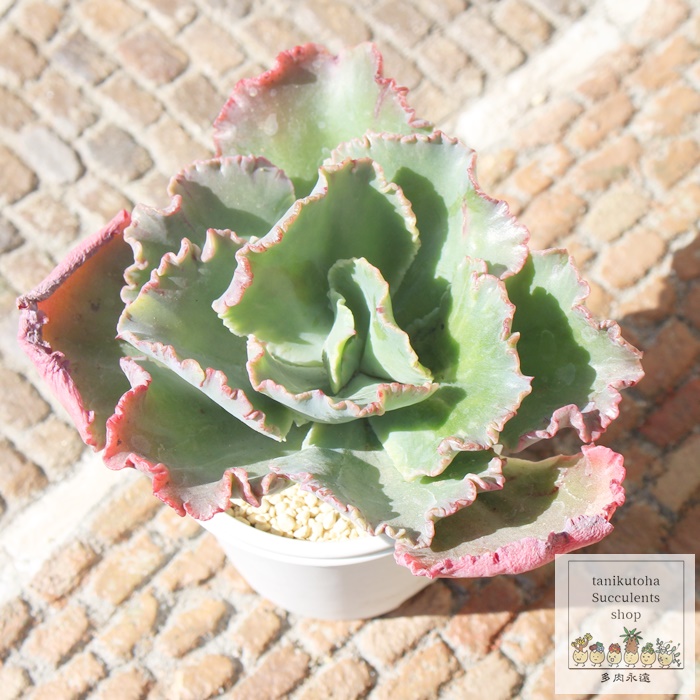 多肉植物 ＞ エケベリア ＞ さ行 ＞ 女王の花笠 Mサイズ6cmポット苗