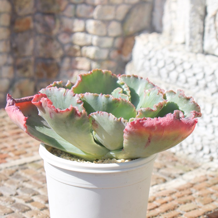 ペガサス◎多肉植物 カット苗 輸入苗 エケベリア等 多肉植物 ＞ エケベリア ＞ さ行 ＞ 女王の花笠 Mサイズ6cmポット苗