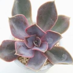p[zjuO MTCY6cm|bg