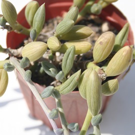 多肉植物 セネシオ アーモンドネックレス Mサイズ6cmポット