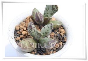 {V[AAh~XNX-Adroimischus bolsii