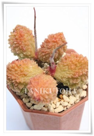 hAbhAAh~XNX-Adroimischus marianiae herrei 'Durian Red'