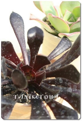 ^@t܂낭قAAGIjE- Aeonium arboreum cv. Atropurpureum 