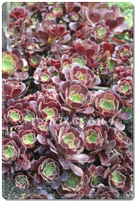 JV~AoCIbgAAGIjE- Aeonium cv. 'Cashmere violet'