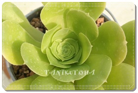 @̋AAGIjE- Aeonium  'tabuliforme f.'