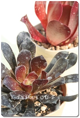 JV~AubNAAGIjE- Aeonium cv. 'Cashmere black' 