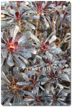 JV~AubNAAGIjE- Aeonium cv. 'Cashmere black'