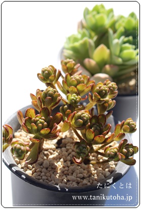 l̉ԑ,тƂ̃u[P,l̉ԑʔ,l̉ԑgt,l̉ԑĕB₵,AGIjE- Aeonium kobitonoBouquet