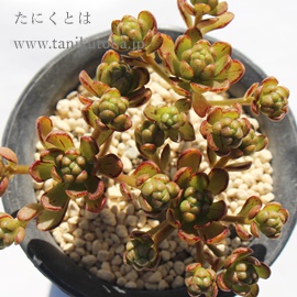 l̉ԑ,тƂ̃u[PAAGIjE- Aeonium castello-paivae