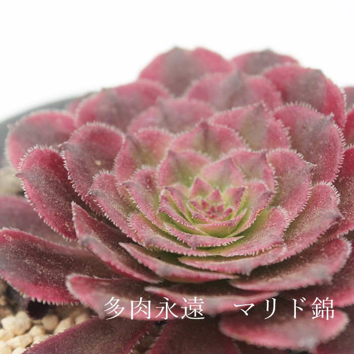 ۗt}h,ۗt}hє̔,ۗt}hђʔ,AGIjEۗt}hђʔ,AGIjE}hѐB₵,}hшĕAAGIjE- Aeonium -marid variegata,i