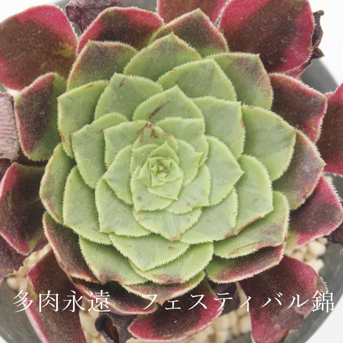 tFXeBo,tFXeBoє̔,tFXeBoђʔ,AGIjEtFXeBoђʔ,AGIjEtFXeBoѐB₵,tFXeBoшĕAAGIjE- Aeonium festival variegata,i@ɂƂ