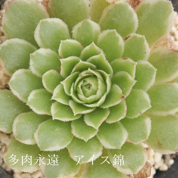 ACX,ACXє̔,ACXђʔ,AGIjEACXђʔ,AGIjEACXѐB₵,ACXшĕAAGIjE- Aeonium ice variegata,i