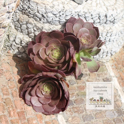 nEB,nEB̔,nEBʔ,nEBʔ,nEBB₵,nEBĕAAGIjE- Aeonium haloween,v,i@ɂƂ