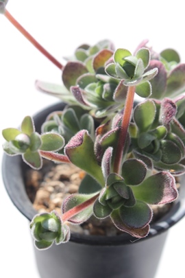 AhfX,AhfX̔,AhfXʔ,AhfXʔ,AhfXB₵,AhfXĕAAGIjE- Aeonium Adodesu,i