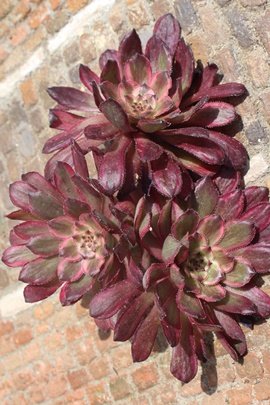 uY_AAGIjE- Aeonium Bronze medal