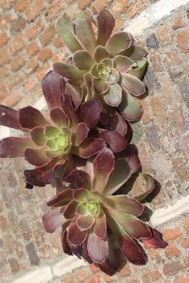 uY_AAGIjE- Aeonium Bronze medal