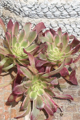 uY_AAGIjE- Aeonium Bronze medal