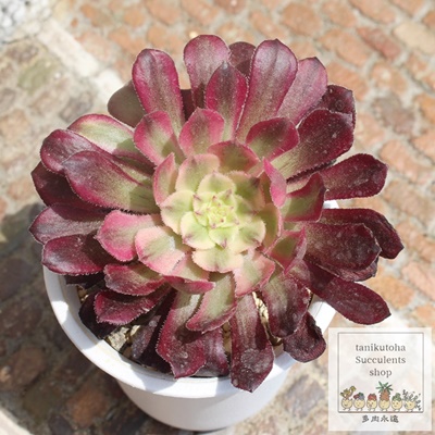 K[lbg,K[lbg̔,K[lbgʔ,K[lbgʔ,K[lbgB₵,K[lbgĕAAGIjEAeonium garnet,iɂƂ