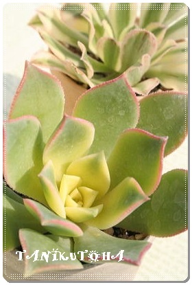 [f,LIGjE,A[fʔ,[fĕB₵,[fgt,[f,[fQ,AGIjE-Aeonium haworthii Tricolour