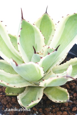 gˊOA傤񂻂ƂӁAAKx-Agave potatorum 'Kisshou-kan'variegata