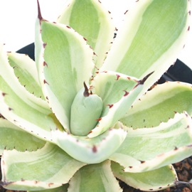 gˊOA傤񂻂ƂӁAAKx-Agave potatorum 'Kisshou-kan'variegata