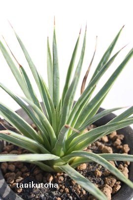 EAӂEȂȁAAKx-Agave stiata