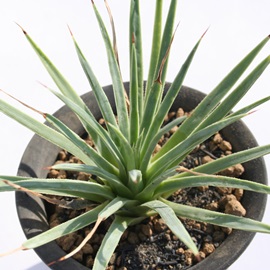 EAӂEȂȁAAKx-Agave stiata