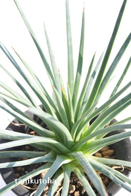 PAЂ߂ӂAAKx-Agave sticta