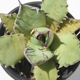 AKxio[AAKx-Agave sp No,1