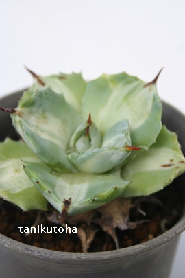 ܗ_AЂ炢񂵂ȂӁAAKx-Agave potatorum 'Ouhi Raijin NISIKI'