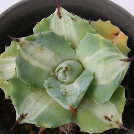 ܗ_AЂ炢񂵂ȂӁAAKx-Agave potatorum 'Ouhi Raijin NISIKI'