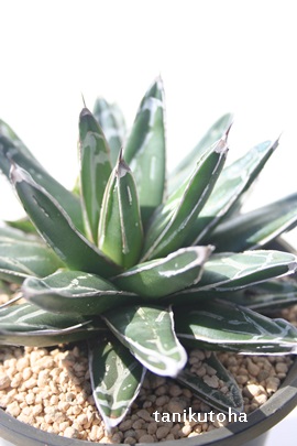 P̐AЂ߂̂䂫AAKx-Agave victoriae-reginae 'Hime Sasanoyuki'