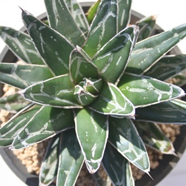 P̐AЂ߂̂䂫AAKx-Agave victoriae-reginae 'Hime Sasanoyuki'