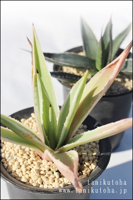 MA͂񂱂AAKx-Agave angustifolia v. marginata