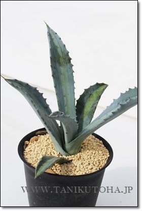 GLXpT,AKx,AKxGLXpT̒ʔ,GLXpT̈ĕ₵,GLXpTJXj,zj,aj,Vzj,hV̓,-Agave americana var. expansa variegated