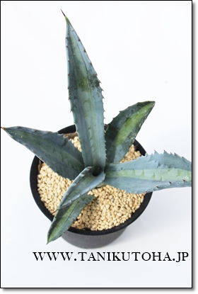 GLXpT,AKx,GLXpT̒ʔ,GLXpT̈ĕ₵,GLXpTJXj,zj,aj,Vzj,hV̓,-Agave americana var. expansa variegated.