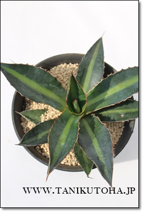 AKxF,AKx,F̒ʔ,F̈ĕ₵,AKxFJXj,zj,aj,Vzj,hV̓,-Agave lophantha variegata