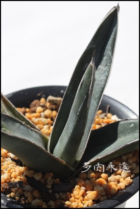 ,AKx,̒ʔ,̈ĕ₵,JXj,zj,aj,Vzj,hV̓,Agave ferdinandi-regis